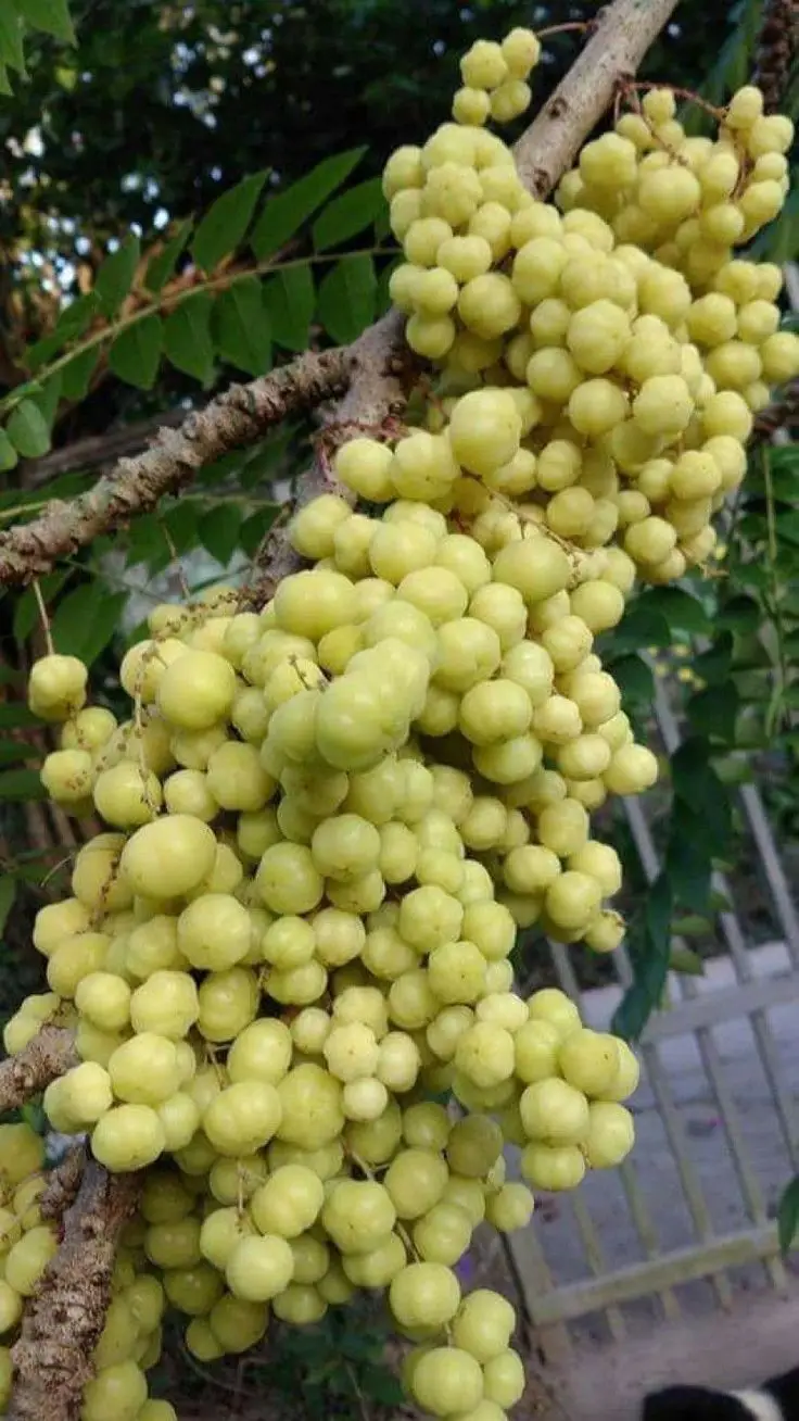 Cacao Ingredient